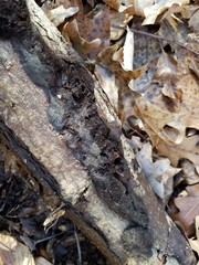 Jackrogersella cohaerens