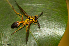 Mischocyttarus cerberus