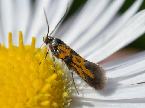 Chrysoesthia drurella (Fabricius, 1775)