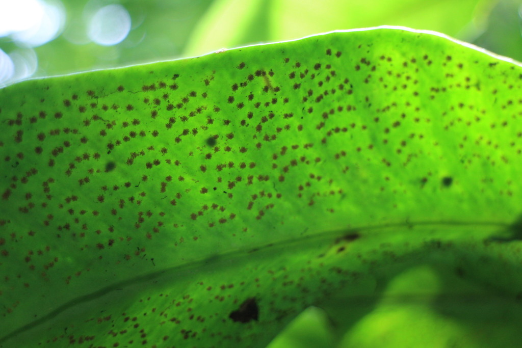 Microsorum steerei