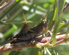Abracris dilecta