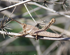 Coryacris angustipennis