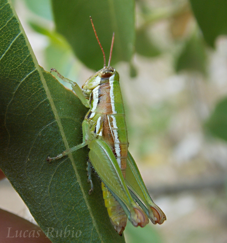 Neopedies brunneri
