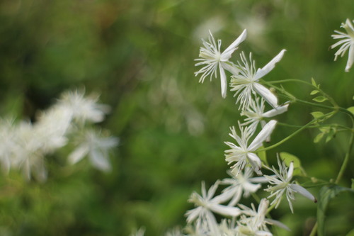 Clematis chinensis iNat (2)