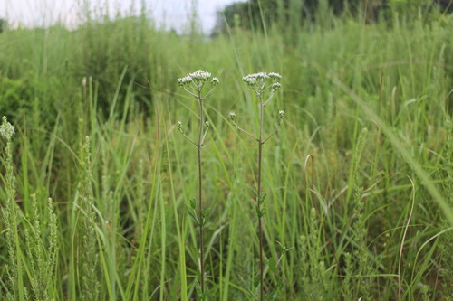Eupatorium lindleyanum iNat (3)
