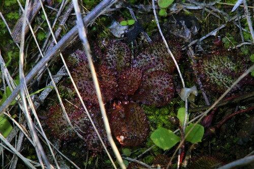 Drosera orbiculata