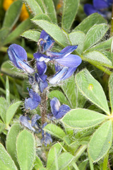 Lupinus micranthus