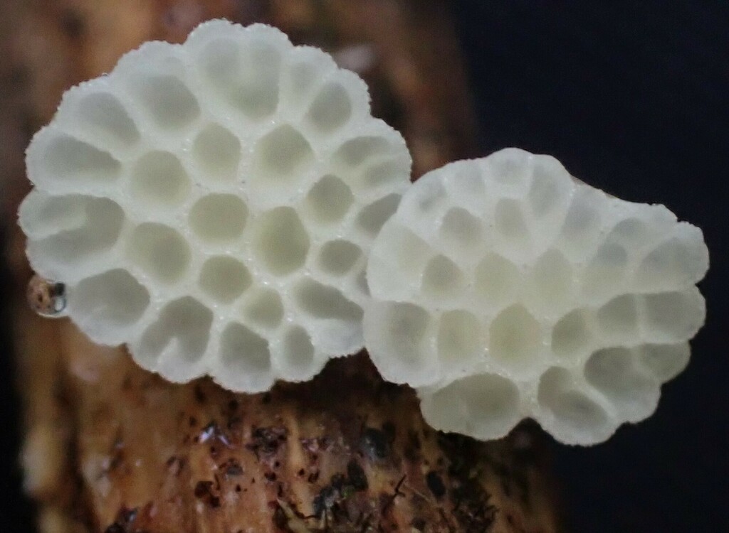 Panellus minimus