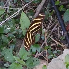 Heliconius charithonia churchi