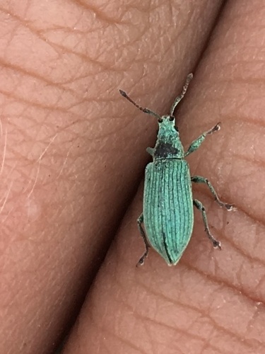 Phyllobius alpinus