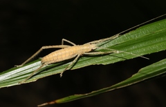 Segestidea queenslandica