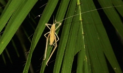 Segestidea queenslandica