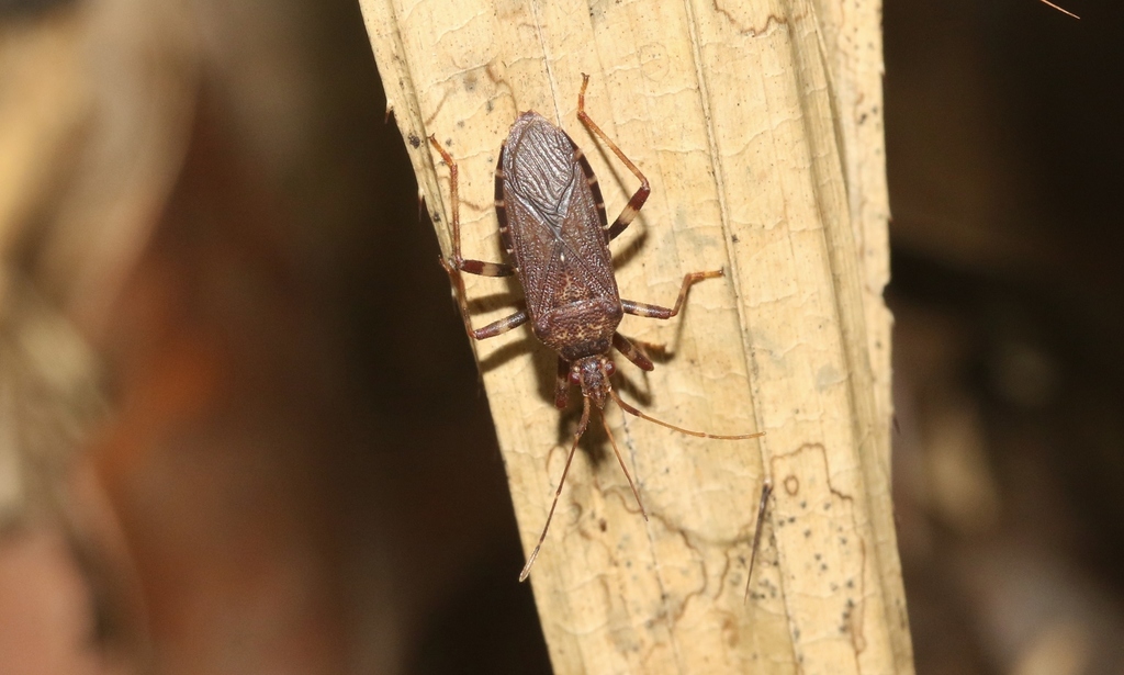 Sciophyrella