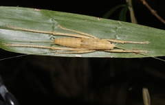 Segestidea queenslandica