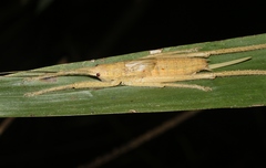 Segestidea queenslandica