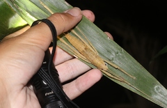 Segestidea queenslandica