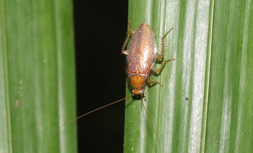 Balta quadricaudata