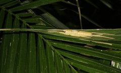 Segestidea queenslandica