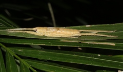 Segestidea queenslandica