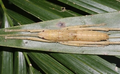 Segestidea queenslandica