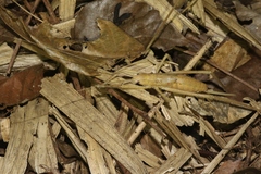 Segestidea queenslandica