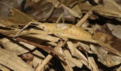 Segestidea queenslandica