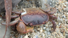 Cyclograpsus granulosus