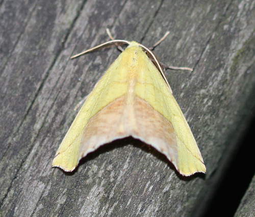 Sharp-lined Yellow photo 4