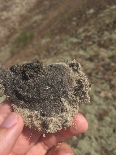 Placynthiella uliginosa, 2023-07-01