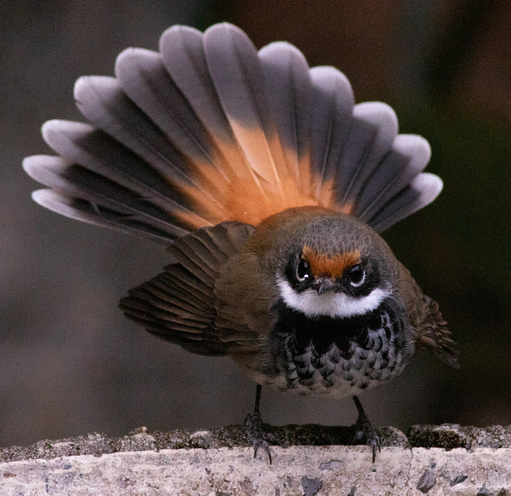 Rufous Fantail