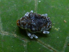 Peridinetus irroratus
