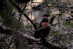Turdus rufitorques