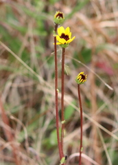 Helianthus heterophyllus