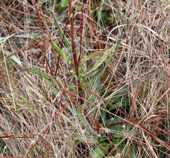 Helianthus heterophyllus