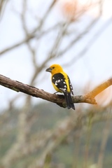 Pheucticus chrysopeplus