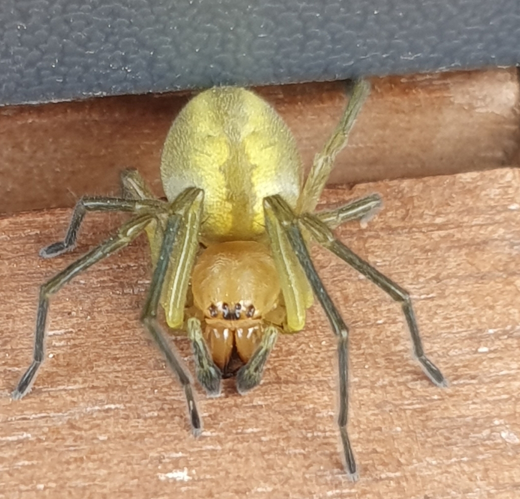 Longlegged Sac Spiders