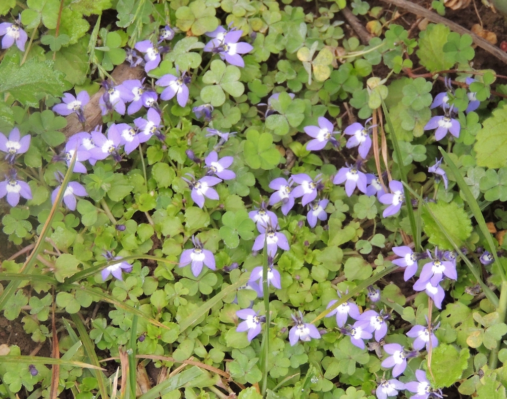 Lobelia erlangeriana