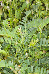 Astragalus boeticus