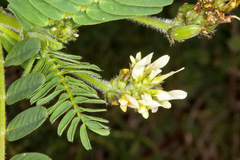 Astragalus boeticus