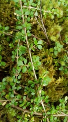 Coprosma depressa