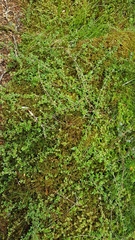 Coprosma depressa