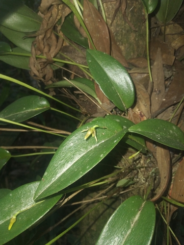 Pleurothallis vorator