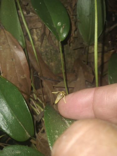 Pleurothallis vorator, photograph 2