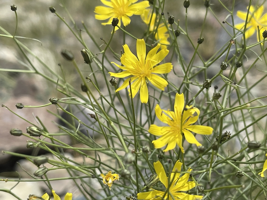 Crepidiastrum akagii