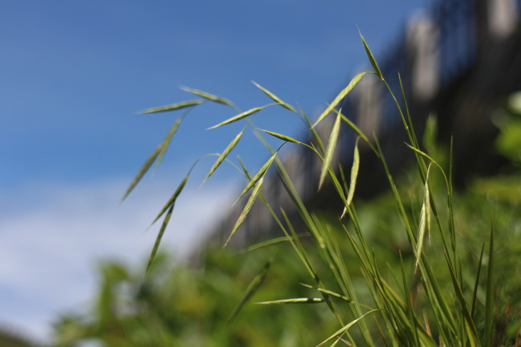 Brachypodium kawakamii