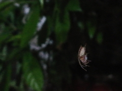 Araneidae