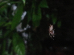 Araneidae