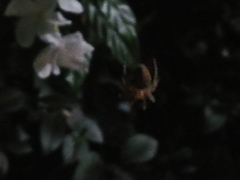 Araneidae