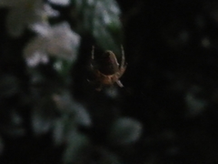 Araneidae