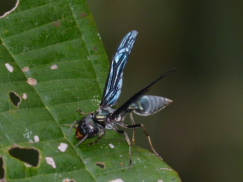 Northern Warrior Wasp